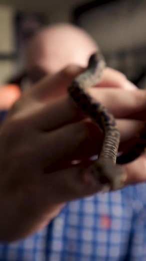 8.8K views · 196 reactions | Smallest Pet Python You Can Own #snakes #python #reptiles | Wickens Wicked Reptiles | Facebook