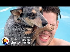 Woman Convinces Her Husband To Adopt A Dog...Over And Over | The Dodo You Know Me Now Meet My Pet