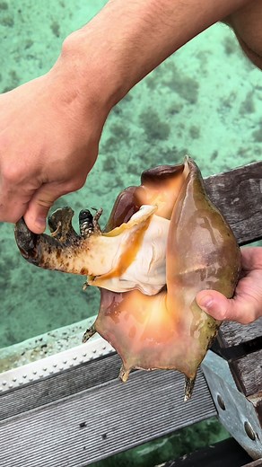 Exploring the Secrets of Conch Shells: Snails, Layers, and Marine Life