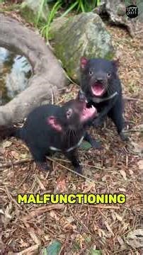 5 Smallest Animals With SAVAGE Tempers