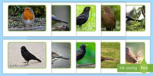 British Birds Display Photos
