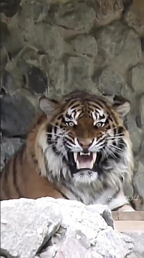 When a Tiger Comes Straight at You 😱🐅 | Raw Power in 4K #shorts #tiger #wildlife #animals #nature