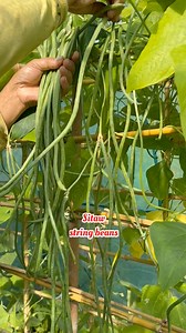 Harvesting string beans ( sitaw) This is a second round planting of strings beans in which harvesting takes place from the 3rd week of this month till present. #harvesting #stringbeans #joyofharvesting #viewers #followers #nonfollowers @highlight #organicgarden #sitaw | Beatriz van Winden-Guzman