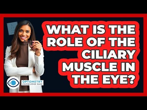 What Is the Role of the Ciliary Muscle in the Eye?