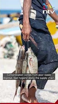 A new study shows 60% of fish sold in Kisumu are contaminated with Escherichia coli