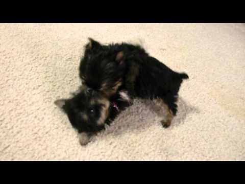 Priceless Yorkie Puppy Worlds Smallest Teacup Yorkies Puppies playing tug-a-war