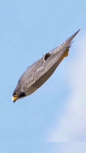 Peregrine Falcon: The Fastest Bird in the World