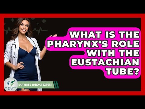 What Is The Pharynx's Role With The Eustachian Tube? - Ear Nose Throat Expert