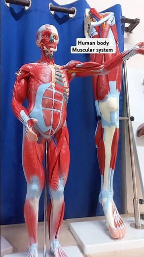 Human Body Model: Muscular System Explained | 3D Anatomy for Students