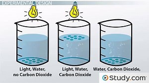Photosynthesis: Biology Lab