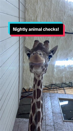Let’s do some nightly animal checks! #animal #animals #exotics | animals