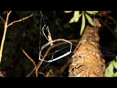 Ogre-faced, net-casting spiders catch prey in dark of night