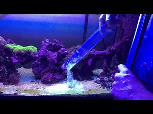how to start a syphon without using your mouth in saltwater tank