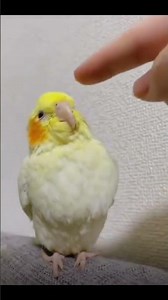 brid video #funny #brid