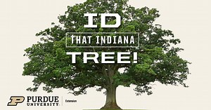 ID that Indiana Tree with Purdue Extension