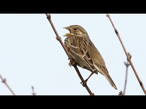 Corn Bunting Call "Jangling of Keys" | Emberiza calandra