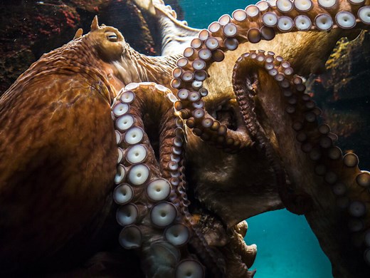 Facts About Octopuses That Prove They’re Aliens