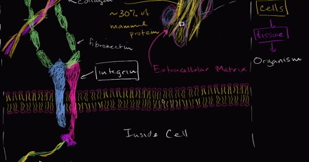 Extracellular matrix