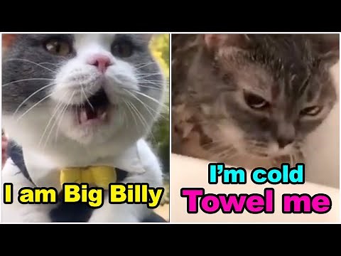 TOP 10 Cats Speak English Better Than Hooman 😸