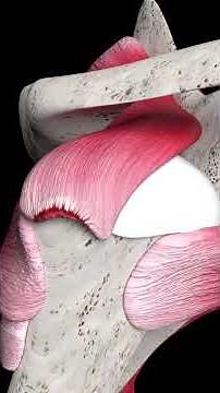 Rotator Cuff Repair (Animation)