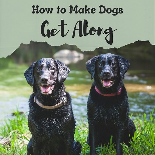 7 Ways to Train a Dog to Get Along With Other Dogs