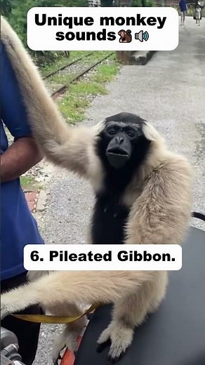 Watch These 8 Amazing Primates Make Mind Blowing Noises