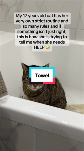 This was the last thing on my mind that Fibi could possibly want right now🤡🤷🏼‍♀️😂#lifewithcats #cats #tabbycat #seniorcats #kitten