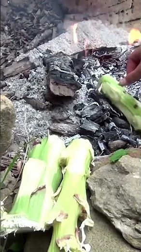 🪴 Yucca: How To Process, Prepare and Cook!