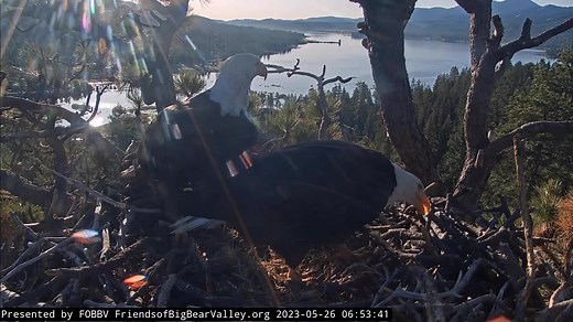 87K views · 9.5K reactions | A little guarding, a little working, a...