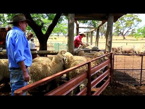 The Working Sheep Dogs of Australia Kelpies