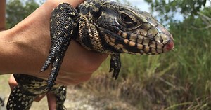 Biologists Remove Invasive Tegu Lizard, Threatening Florida's Wildlife