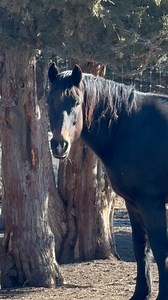 18K views · 8.7K reactions | How do you say no to Tesoro ⁉️ Gosh I...