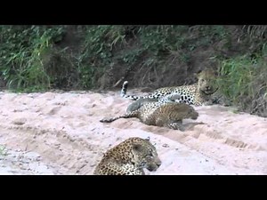 Leopards Mating.mov