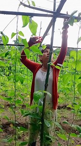 8.9K views · 52 reactions | Mag pruning tayo ng string beans | Jacqueline D. Caccam | Facebook