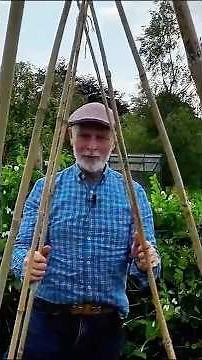 Building runner bean supports and planting out #runnerbeans #gardening #shorts