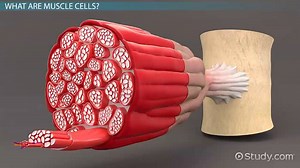 Muscle Cells Lesson for Kids