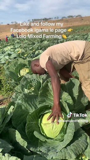 Exploring Pig Farming on a Mixed Agriculture Farm