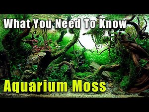 Aquarium Moss - An Easy Addition to Your Aquarium!