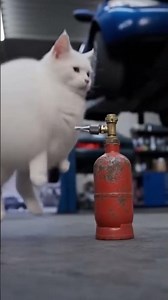 Надышался кот волшебного воздуха #животное #кот #прикол