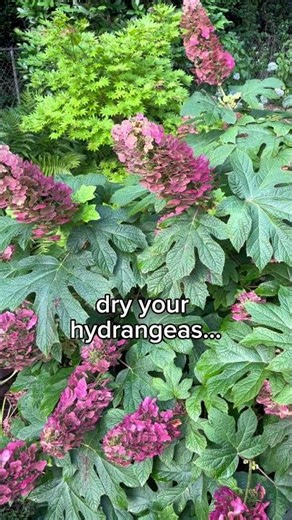 Best hydrangeas for the south