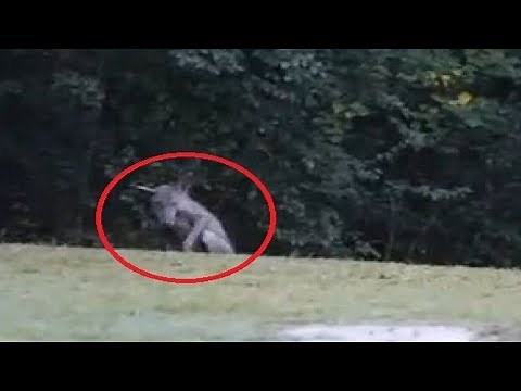 Top 10 Mythical Creatures & Cryptids 2018