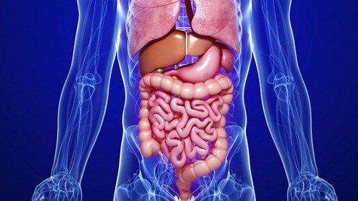 Le corps humain : anatomie, organes et systèmes