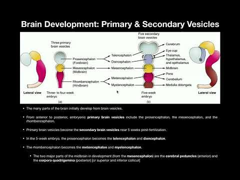 Anatomy | Basics of CNS Development from Primary & Secondary Vesicles