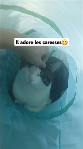 mon bébé chat😘😘 #shorts