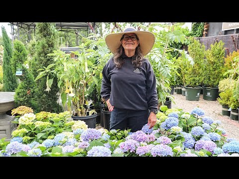 Hydrangeas • How to Care and Grow Healthy Blooms