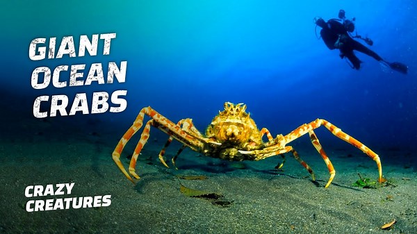 Meet the Giant Japanese Spider Crab: Unbelievable!