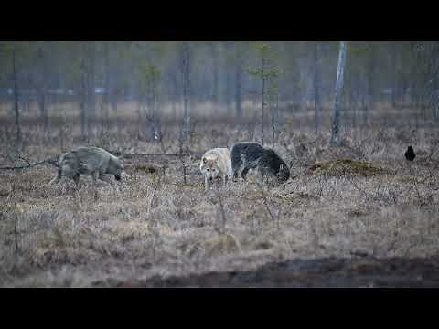 Wolf pack in Finland with a highly pregnant mother Wolf