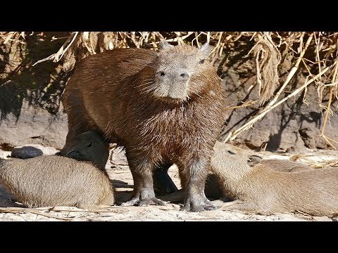 All About Capybaras