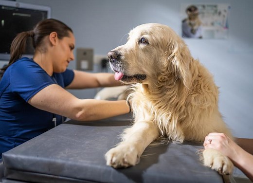Dog Intestinal Blockage: Signs and What to Do