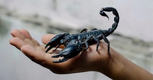 10 Strange Ways Insects Have Evolved To Survive